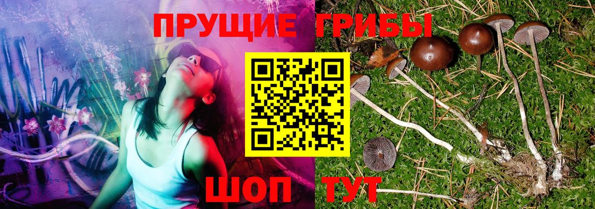 Псилоцибиновые грибы GOLDEN TEACHER Биробиджан